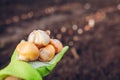 Allium bulbs fall planting. Woman gardener holding handfull of bulbs ready to put in soil. Spring gardening work