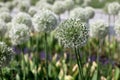 Allium Bulbs Mount Everest