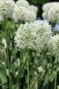 Allium Bulbs