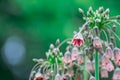 Bulgaricum allium in bloom Royalty Free Stock Photo