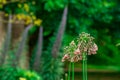 Bulgaricum allium in bloom Royalty Free Stock Photo