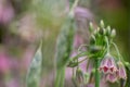 Bulgaricum allium in bloom Royalty Free Stock Photo