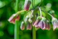 Allium bulgaricum on bloom Royalty Free Stock Photo