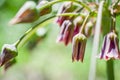 Allium bulgaricum on bloom Royalty Free Stock Photo