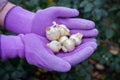 Allium caeruleum bulbs in gardener`s hands in gloves ready to be planted Royalty Free Stock Photo