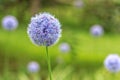 Allium caeruleum