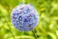 Allium caeruleum