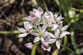 Allium `Cameleon`