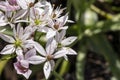 Allium `Cameleon`