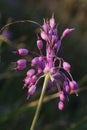 Allium carinatum subsp. pulchellum, Allium cirrhosum