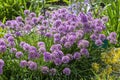 Allium carinatum subsp pulchellum 'Tubergens'