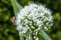 Bee on flower head of an allium cepa or onion Royalty Free Stock Photo