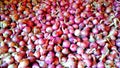 Allium cepa fresh bulb onion stock Royalty Free Stock Photo