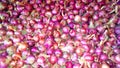 Allium cepa fresh pink bulb onion stock Royalty Free Stock Photo