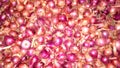 Allium cepa pink bulb onion stock Royalty Free Stock Photo