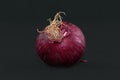 `Allium Cepa` red onion with purplish-red skin and root on dark black background