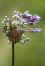 Allium cernuum - Nodding Onion Wildflower