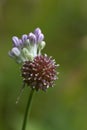 Allium cernuum - Nodding Onion Wildflower