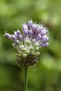 Allium cernuum - Nodding Onion Wildflower