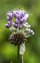 Allium cernuum - Nodding Onion Wildflower