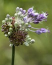 Allium cernuum - Nodding Onion Wildflower