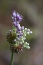 Allium cernuum - Nodding Onion Wildflower