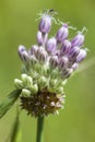 Allium cernuum - Nodding Onion Wildflower