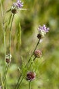 Allium cernuum - Nodding Onion Wildflower