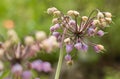 Allium cernuum