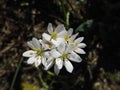 Allium cernuum is a white form of North American onion species. Germany