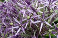 Allium christophii