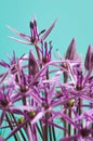 Allium Christophii Royalty Free Stock Photo