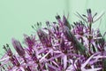 Allium Christophii Royalty Free Stock Photo