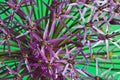 Allium Christophii Royalty Free Stock Photo