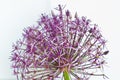 Allium Christophii Royalty Free Stock Photo