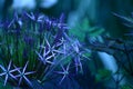 Allium Christophii blue stars