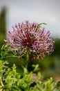 Allium christophii (Star of Persia) Royalty Free Stock Photo