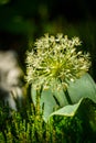 Allium Royalty Free Stock Photo
