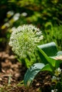 Allium Royalty Free Stock Photo