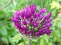 Allium coming into flower Royalty Free Stock Photo