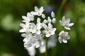 Allium cowanii Allium neapolitanum flowers. Royalty Free Stock Photo