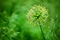 Allium cristophii, allium giganteum ornamental plant, one big round yellow flower blossoms closeup, green grass blurred background Royalty Free Stock Photo