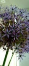 Allium cristophii in light