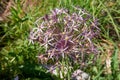 Allium cristophii, Persian onion, star of persia