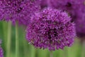 Allium cristophii, the Persian onion or star of Persia. Bee on a purple flower