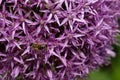 Allium cristophii, the Persian onion or star of Persia. Bee on a purple flower on a green background