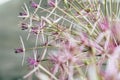 Allium cristophii, star of Persia flowers close up