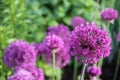 Allium