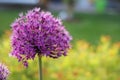 Allium