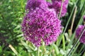 Allium